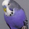 Blue Budgie